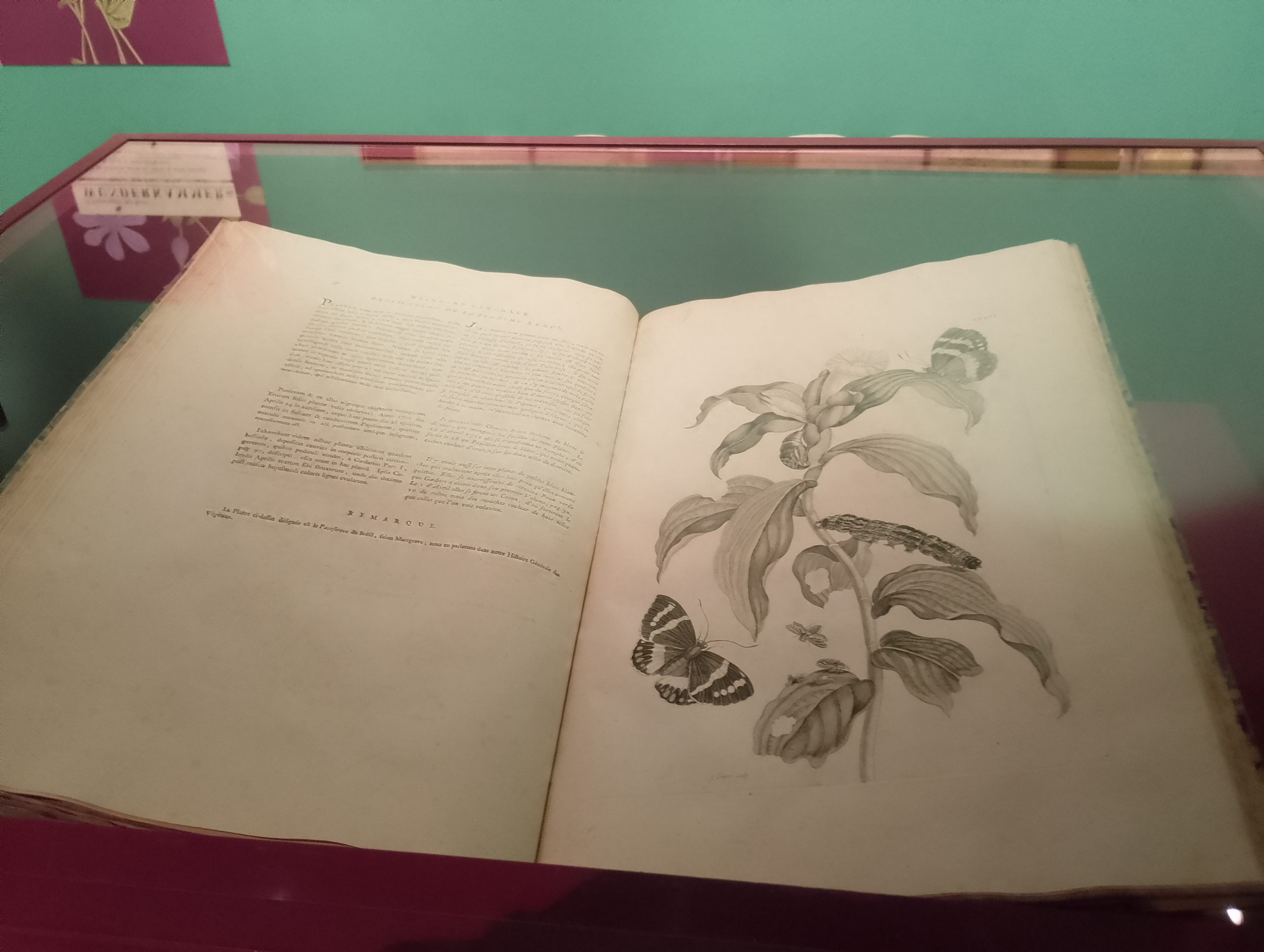 Maria Sibylla Merian 1771